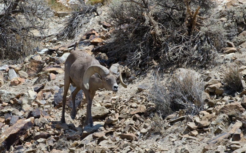 DSC_6183a.jpg