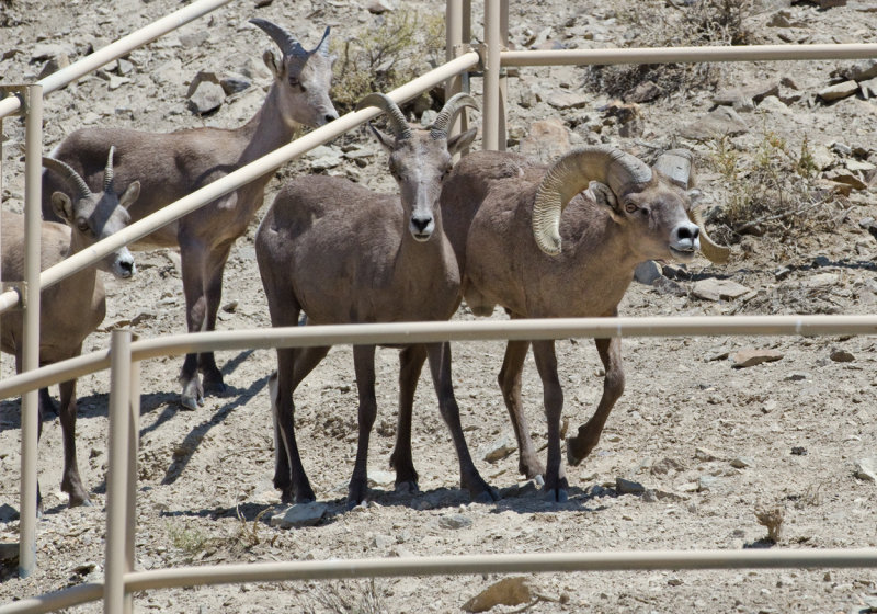 DSC_6212a.jpg