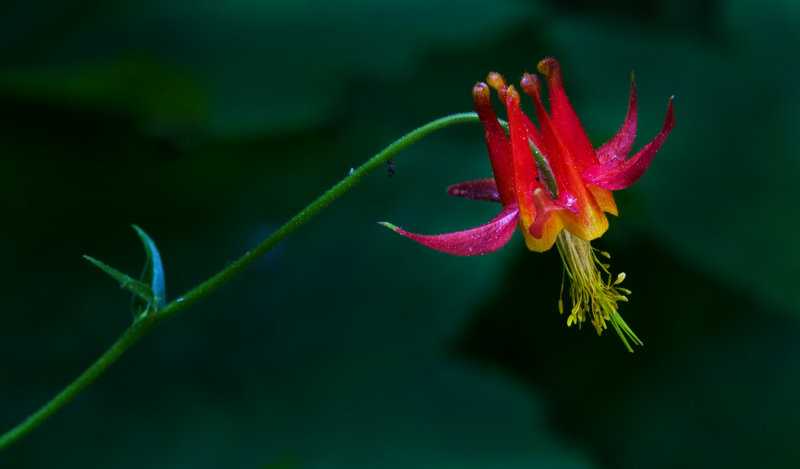 DSC_2735a.jpg