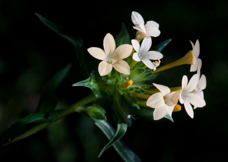 DSC_2927a.jpg