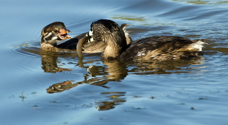 DSC_3512a.jpg