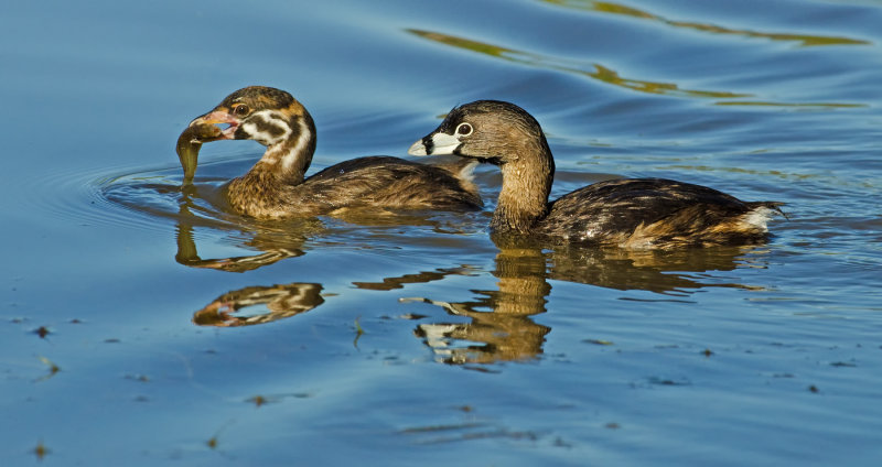 DSC_3515a.jpg