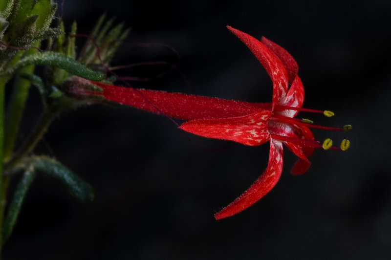 DSC_6532a.jpg