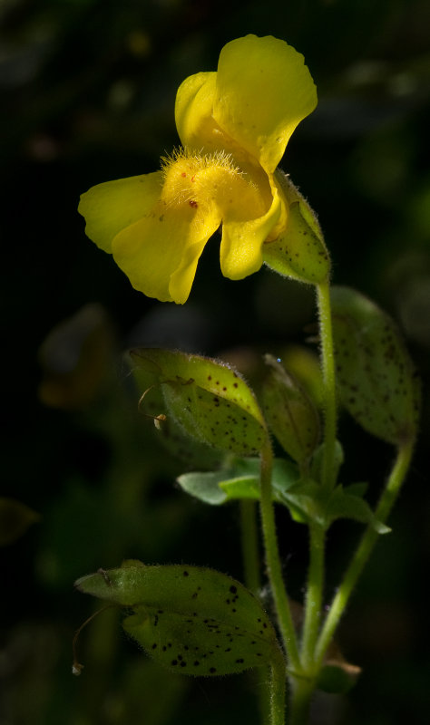DSC_6626a.jpg