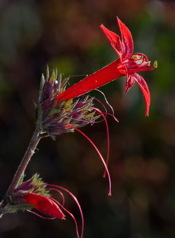 DSC_7274a.jpg