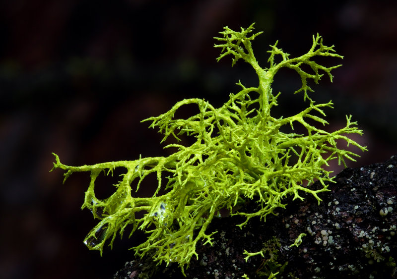 Mossy-branch.jpg