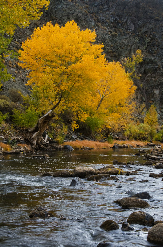 DSC_9377a.jpg