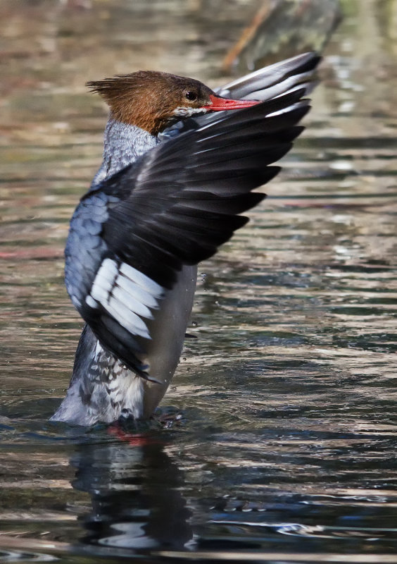 DSC_90093a.jpg
