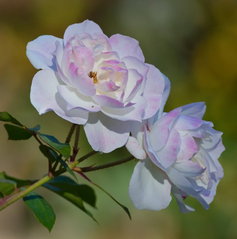 DSC_0874a.jpg
