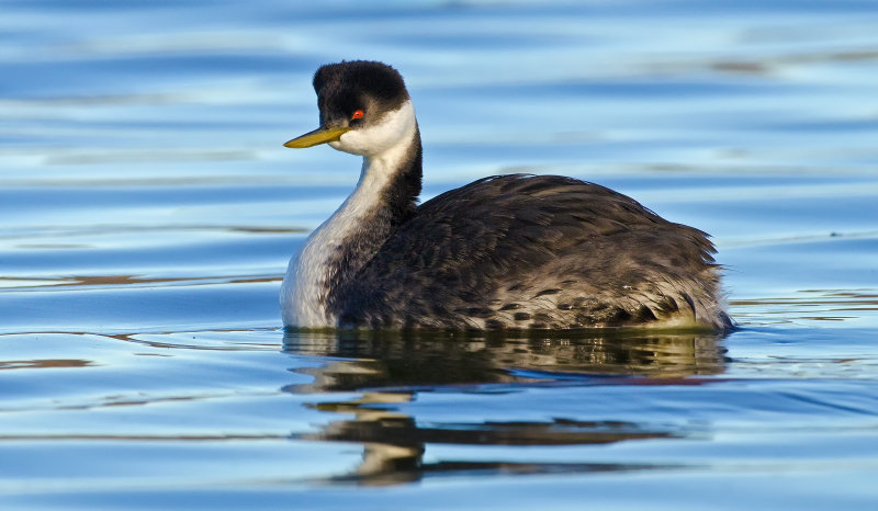 DSC_1594a.jpg