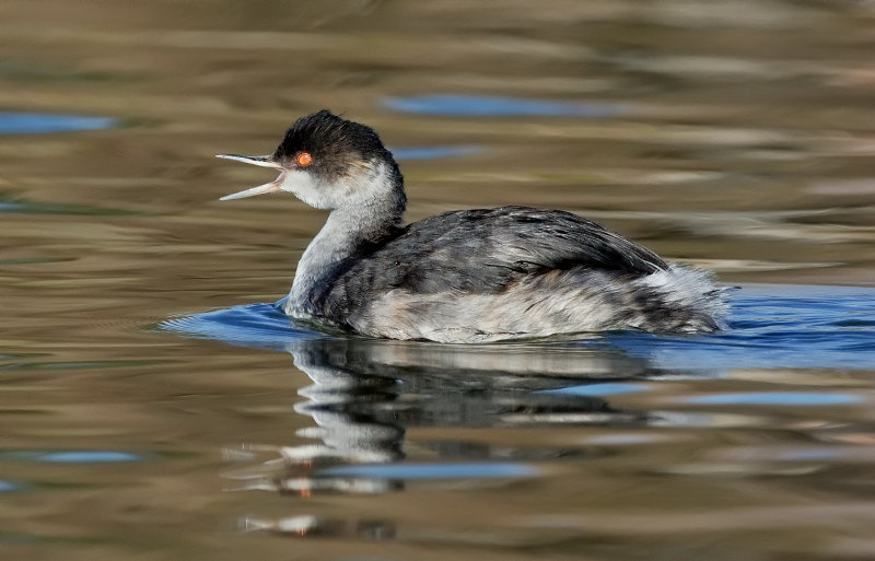 DSC_2260a.jpg