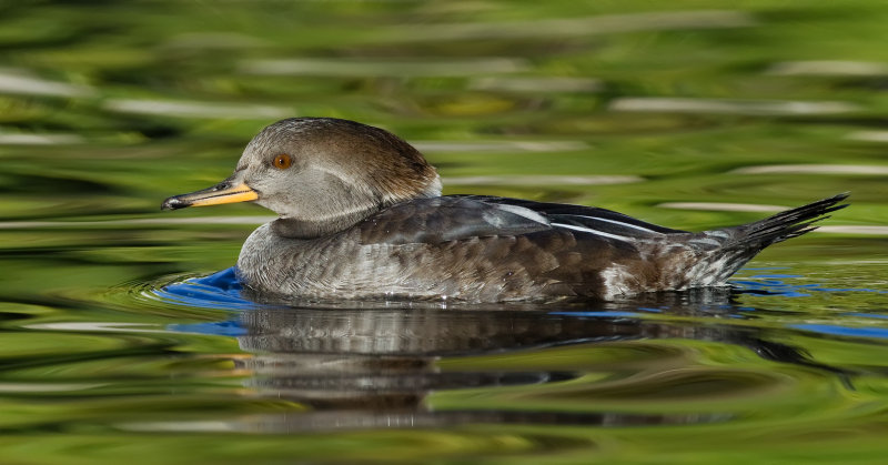 DSC_3420a.jpg