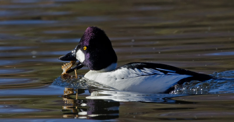 DSC_4602a.jpg