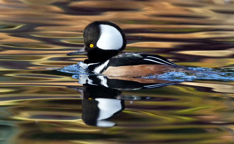 DSC_4853a.jpg