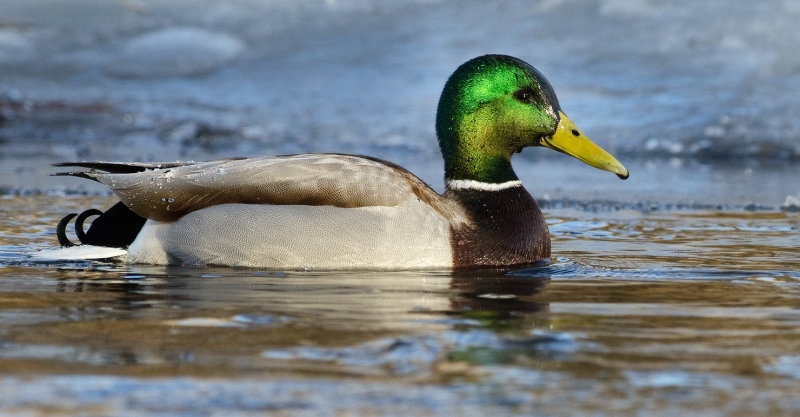 DSC_6362a.jpg