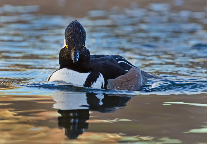 DSC_7952a.jpg