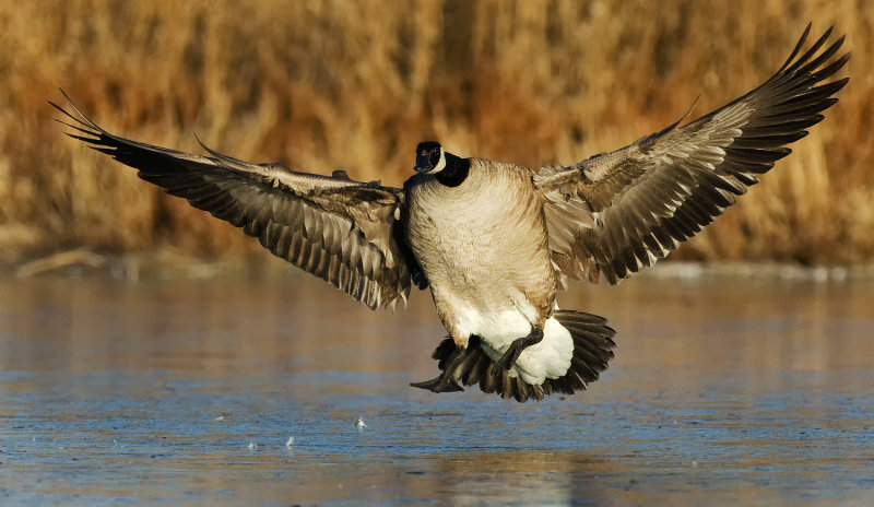 DSC_0010a.jpg