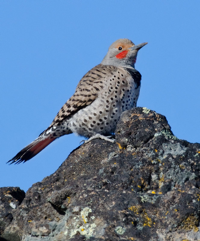 DSC_4579a.jpg