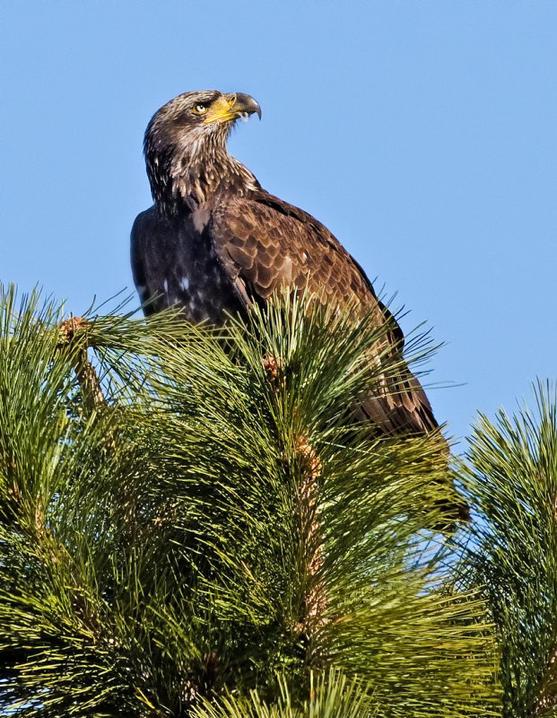DSC_4736a.jpg