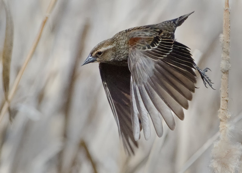 DSC_5570a.jpg