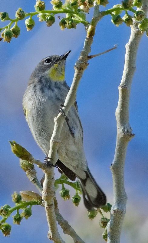 DSC_5923a.jpg