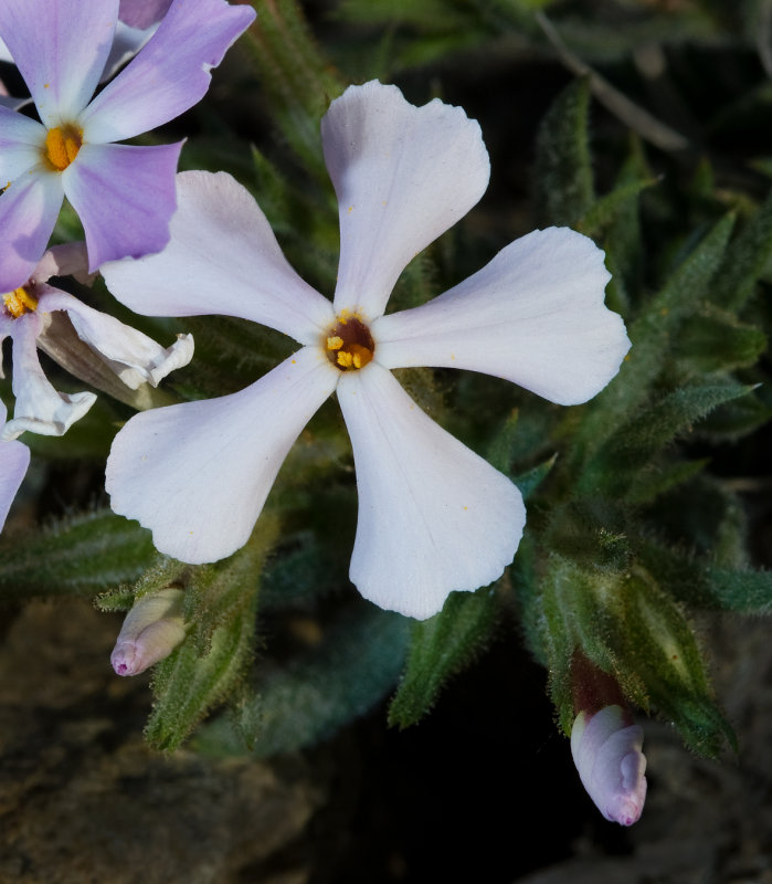 DSC_6140a.jpg
