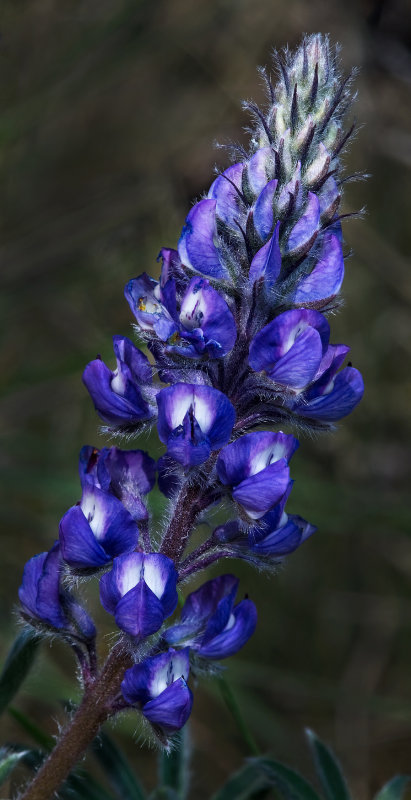 DSC_6259a.jpg