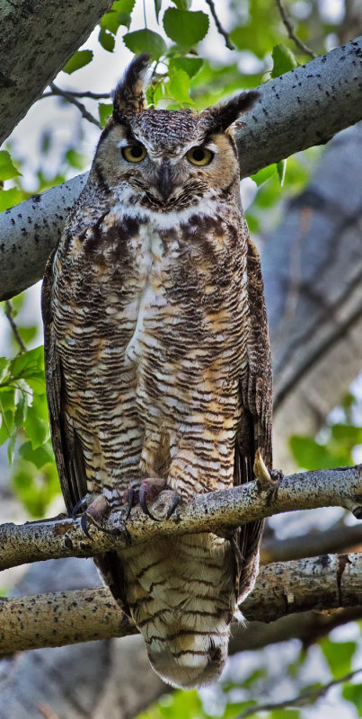 DSC_6741a.jpg