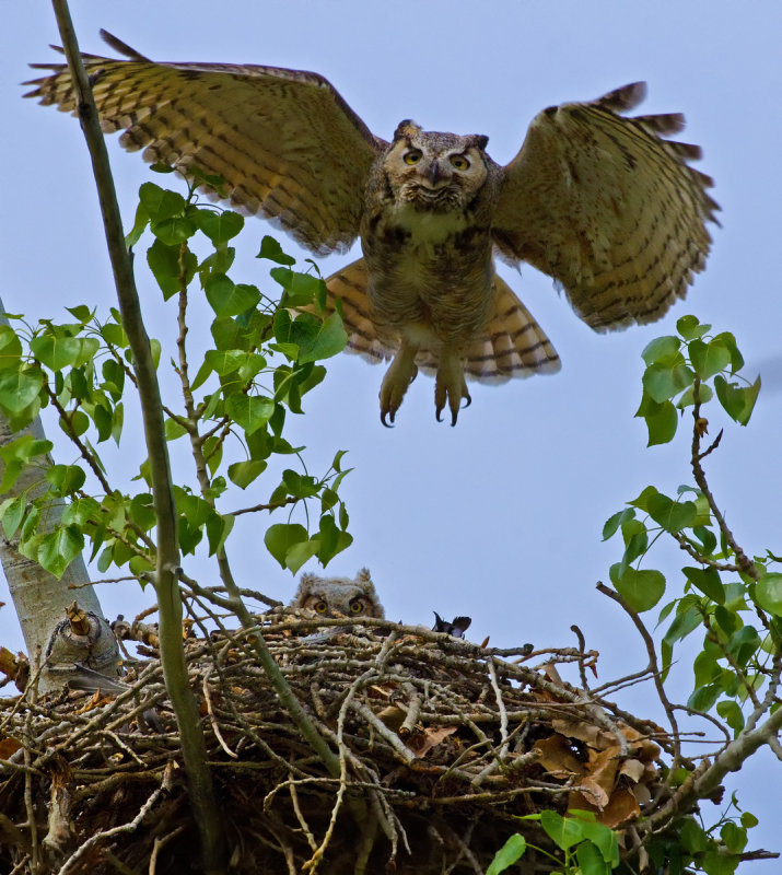 DSC_6934a.jpg