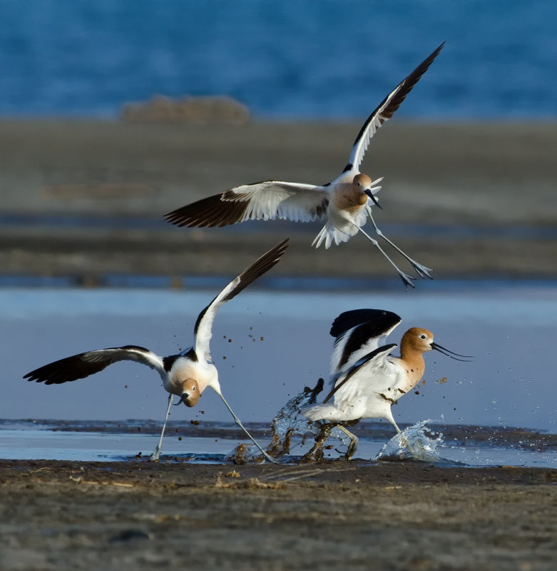 DSC_8845a.jpg