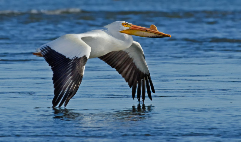 DSC_9031a.jpg