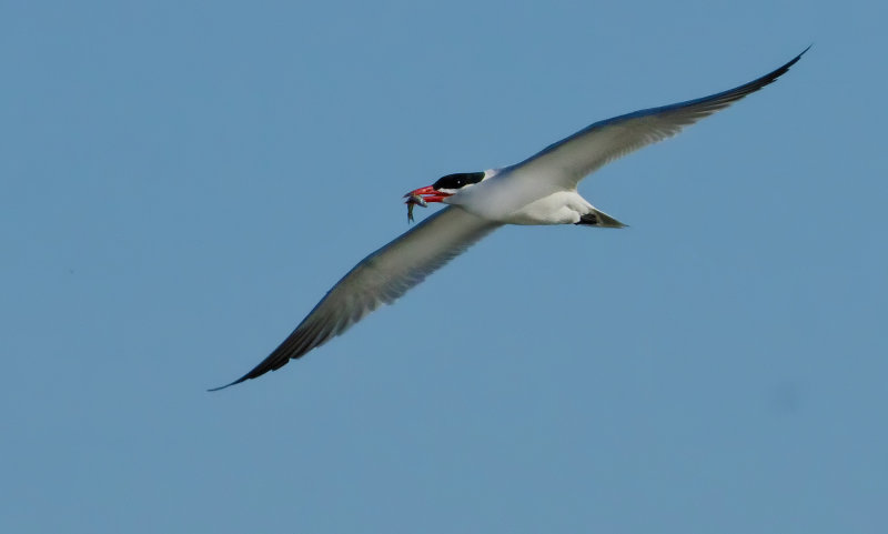 DSC_9238a.jpg