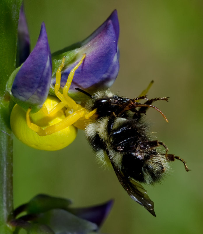 DSC_0689a.jpg