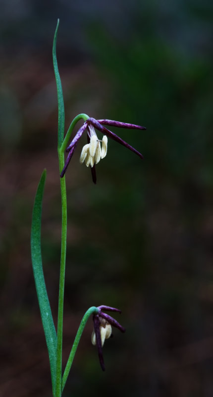 DSC_0832a.jpg