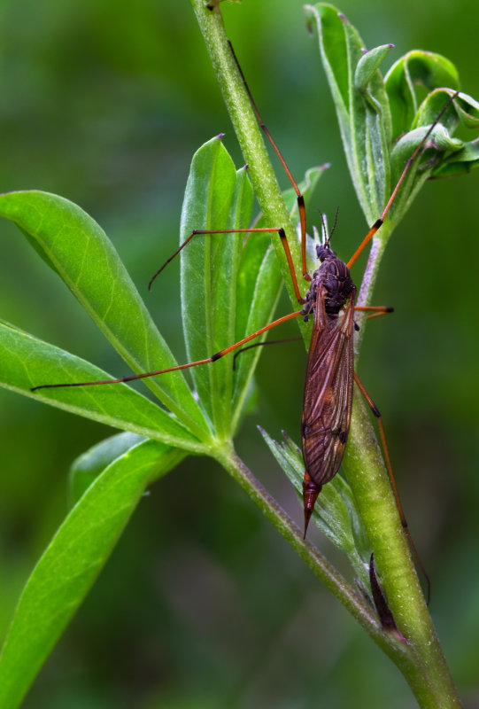 DSC_0925a.jpg