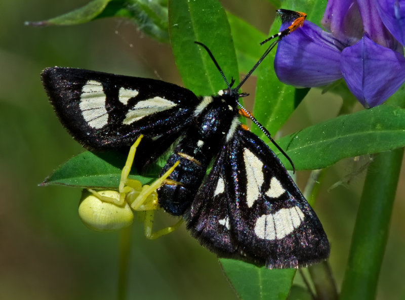 DSC_1191a.jpg