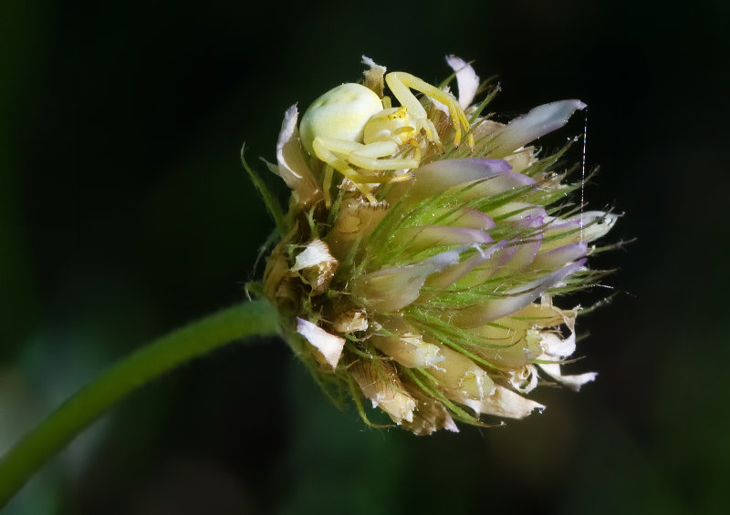 DSC_1314a.jpg
