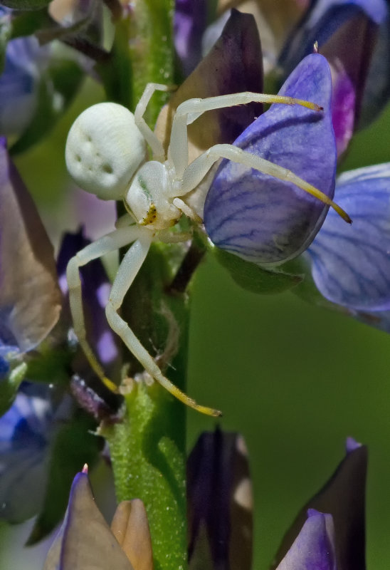 DSC_1535a.jpg