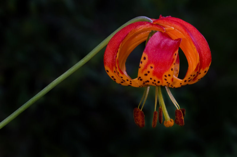 DSC_2629b.jpg