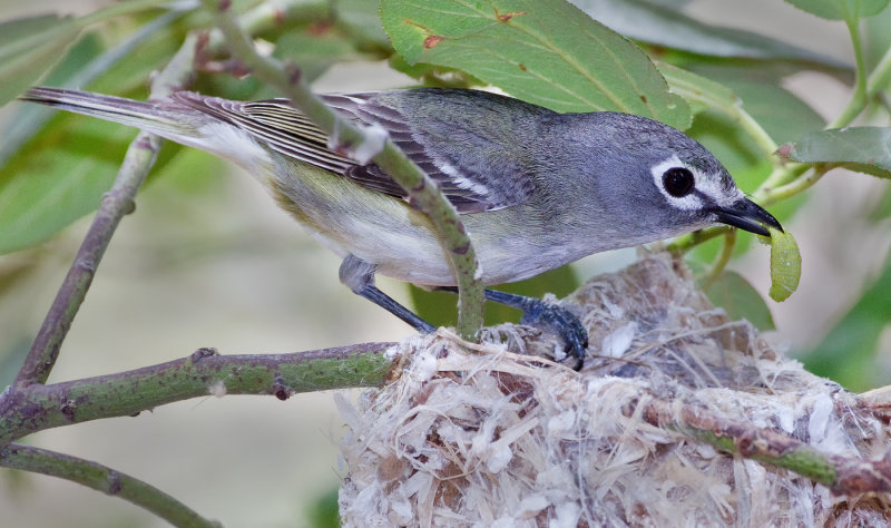 DSC_3544a.jpg