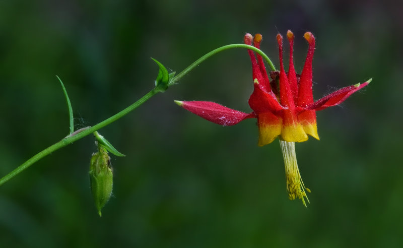 DSC_3760a.jpg
