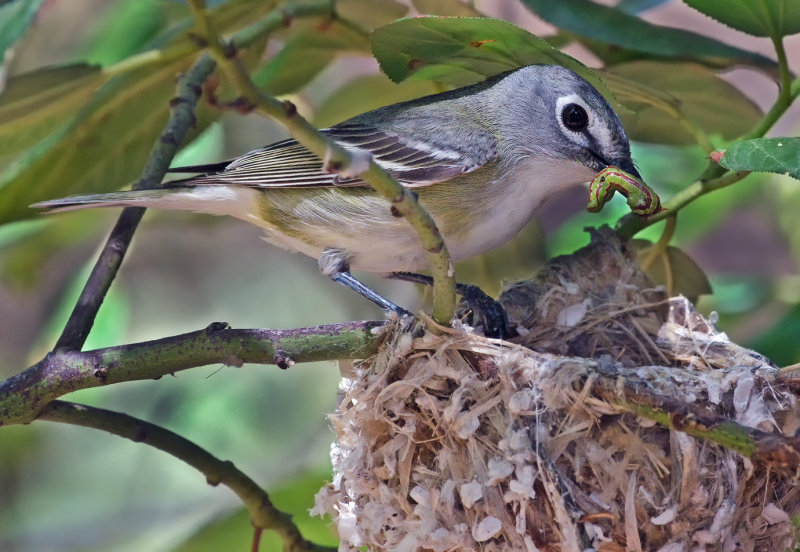 DSC_4184a.jpg