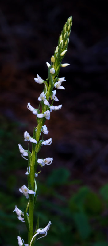 DSC_5390a.jpg