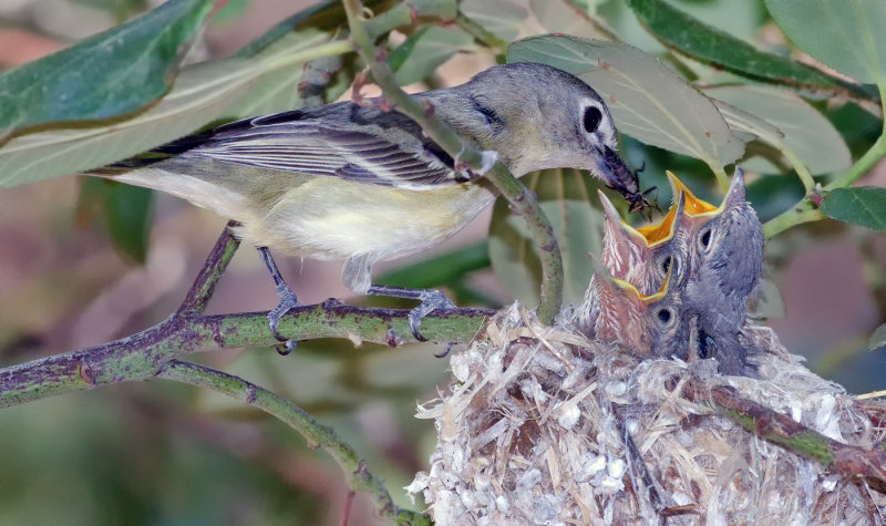 DSC_5771a.jpg