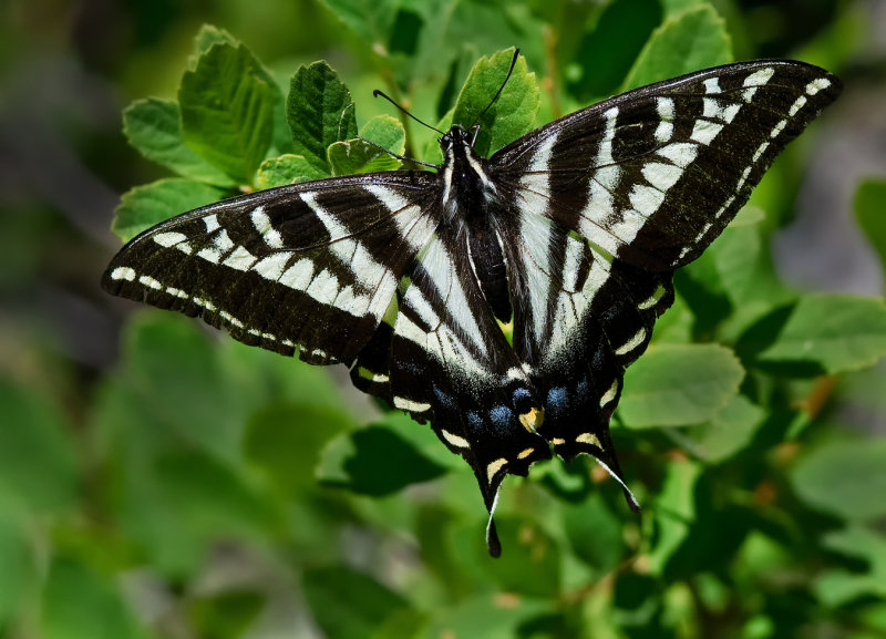 DSC_6396a.jpg