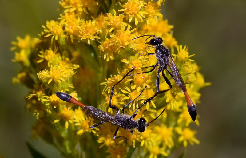 DSC_7851a.jpg