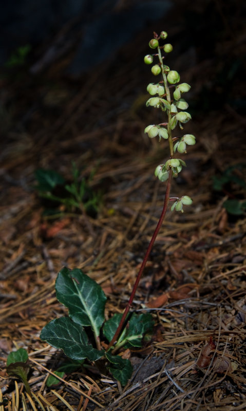 DSC_8113a.jpg