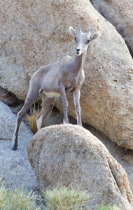 DSC_0331a.jpg