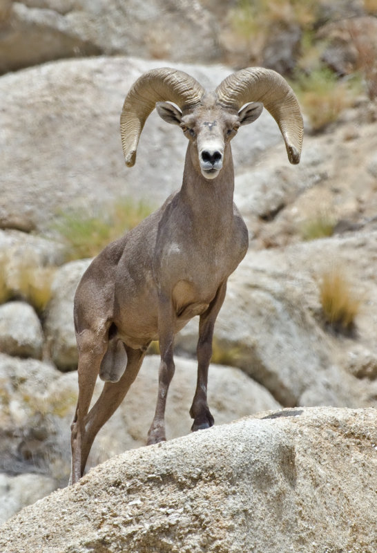 DSC_1065a.jpg