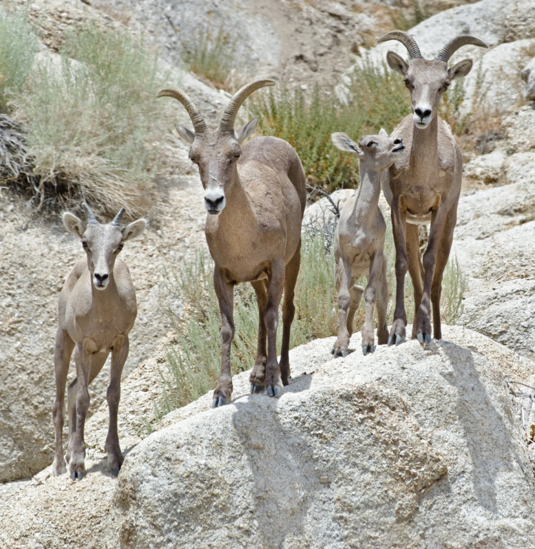 DSC_1154a.jpg